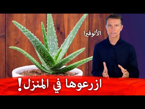 فائده نبات الألوفيرا للجلد والامعاء