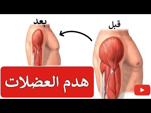 انواع الغذاء الذي يساهم في بناء العضلات 0 69